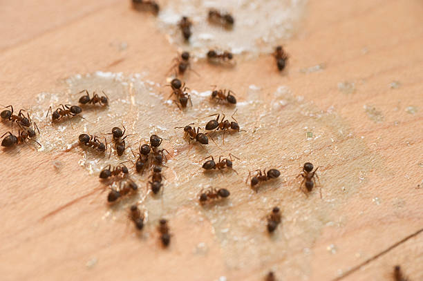 Best Mosquito Control Services  in Terryville, NY